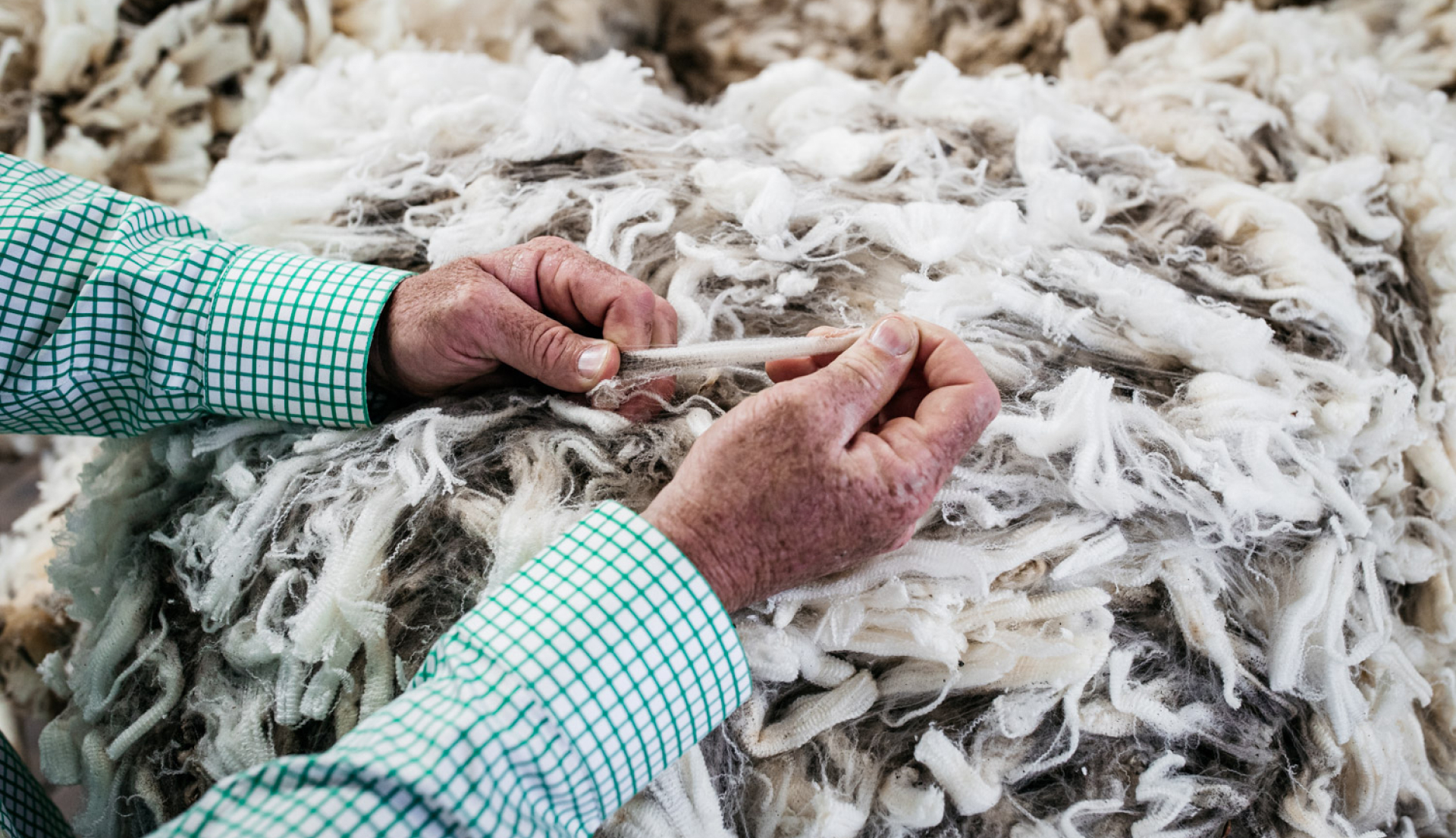 Hands touching natural wool fibres