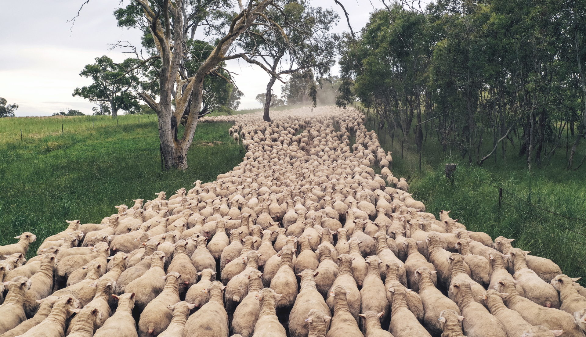 sheep being herded into a field