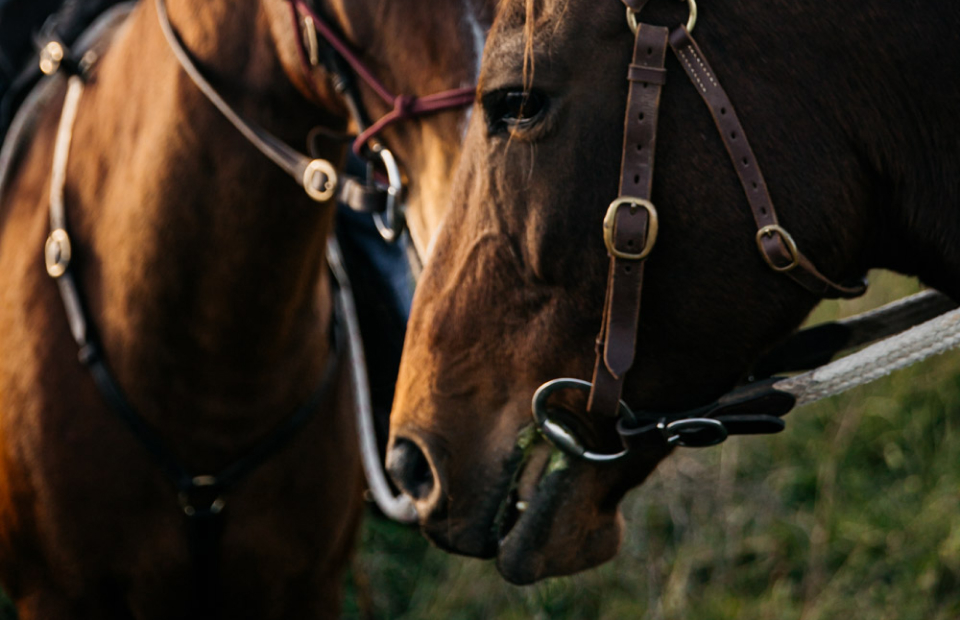 Close up on horses face as a side profile.
