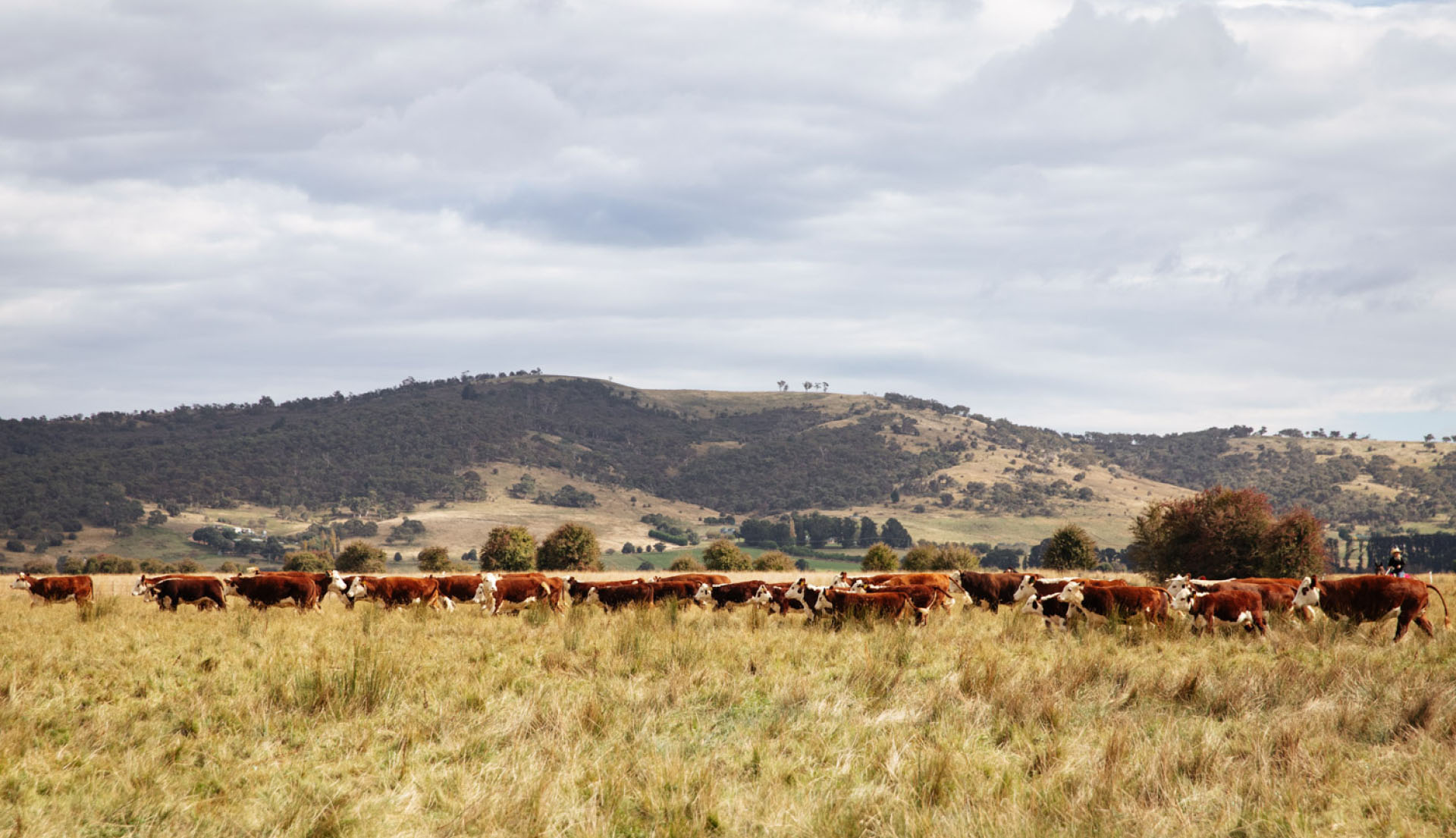 Farm photography with rolling hills in background and cows grazing.