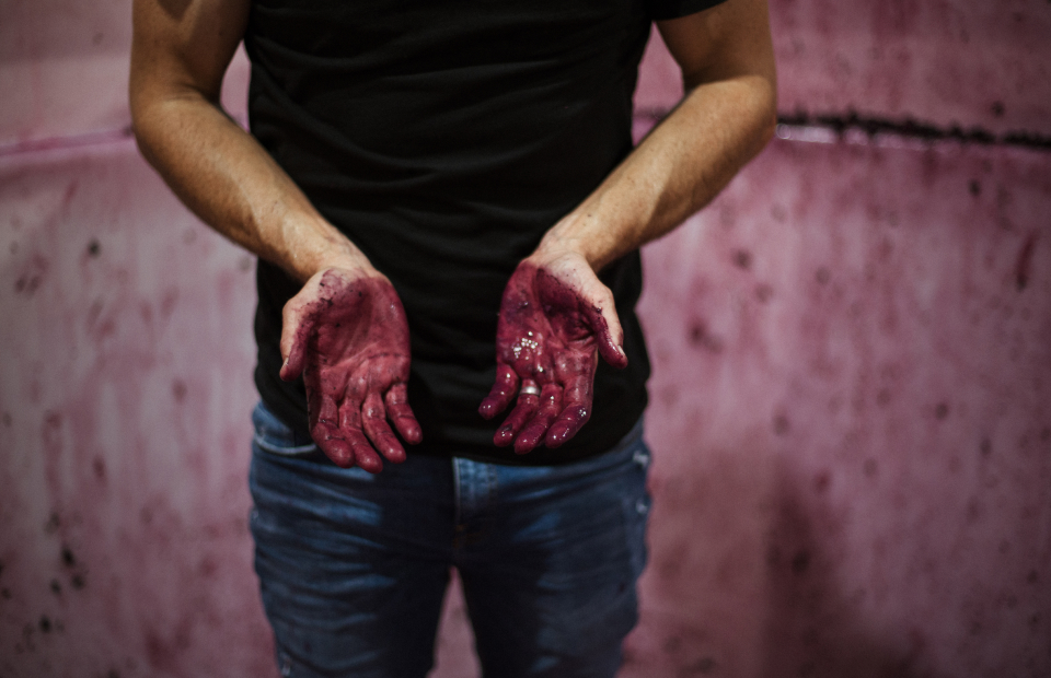 Winemaker standing in large drum. Red wine stained hands.