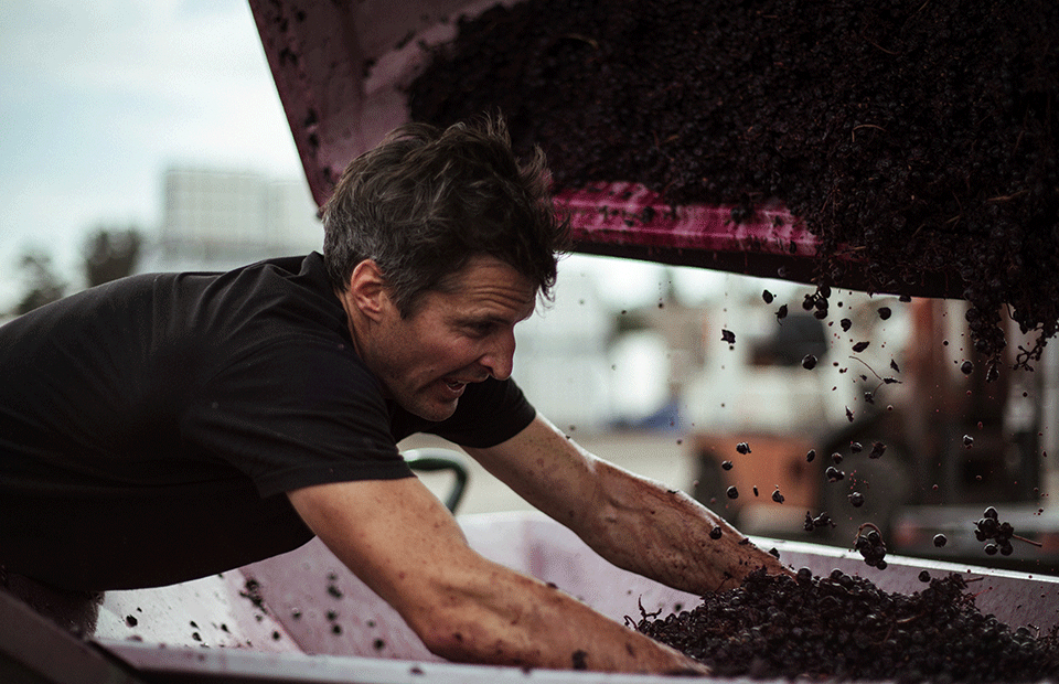 Winemaker arms deep in red wine grapes, pushing grapes from crate into giant funnel.