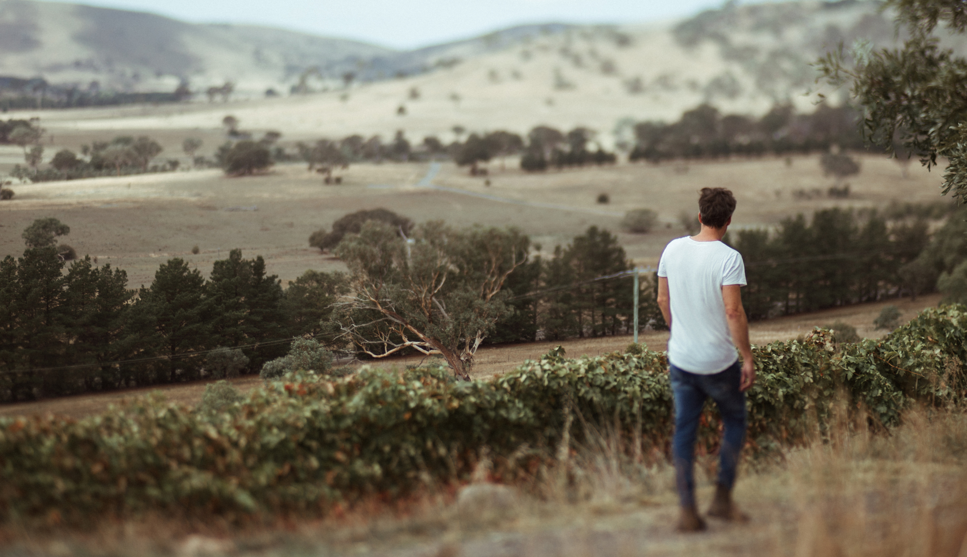 Winemaker in white tshirt and jeans walking through vineyard, hills in the distance.